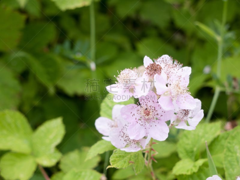 黑刺莓,花蕾,白色,诺坦普顿郡,水平画幅,无人,夏天,生物学,植物,两翼昆虫