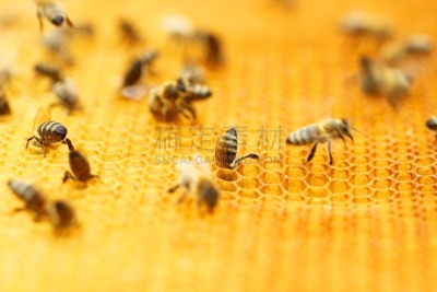 蜜蜂,六边形,蜂窝,beekeeper,昆虫群,蜂蜡,养蜂,大群动物,蜂箱,水平画幅