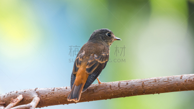 Bird (Ferruginous Flycatcher, Muscicapa ferruginea) brown sugar, orange and red color perched on a tree in a nature wild, Distribution Uncommon