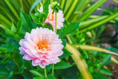 仅一朵花,背景,运动模糊,背景虚化,绿色,大丽花属,螺旋弹簧,球洞区,偏远地区