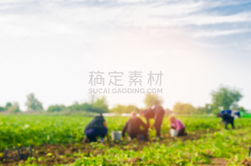农业,马铃薯,田地,职业,收获,分娩