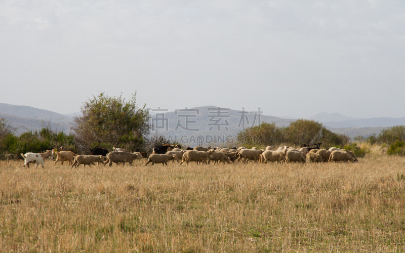 Autumnal Landscape with Sheep and Goats - Rebaño de Ovejas