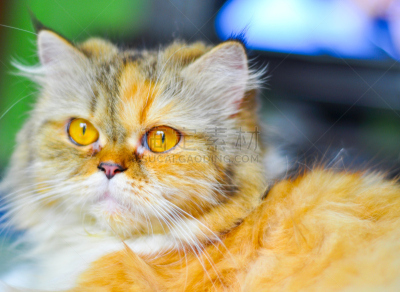 猫,猫式,良性肿瘤,纯种猫,水平画幅,手势语,无人,猫科动物,长发,哺乳纲