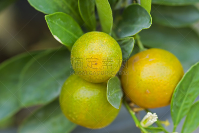 特写,自然,桔子,背景,水平画幅,无人,维生素,夏天,户外,泰国