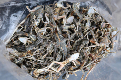 干的,保鲜袋,蛙,自然,太空,褐色,式样,艺术,水平画幅,青蛙