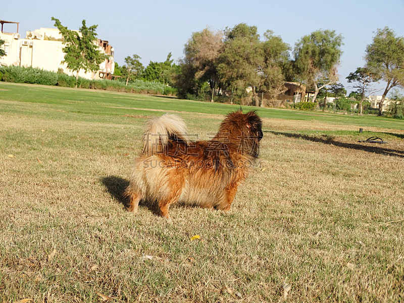 狗 小的 褐色 可爱的 纯种犬 背景分离 肖像 哺乳纲 一只动物 草图片素材下载 稿定素材