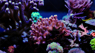 礁石,水族馆,珊瑚,粉色,水,水平画幅,形状,无人,水下,湿
