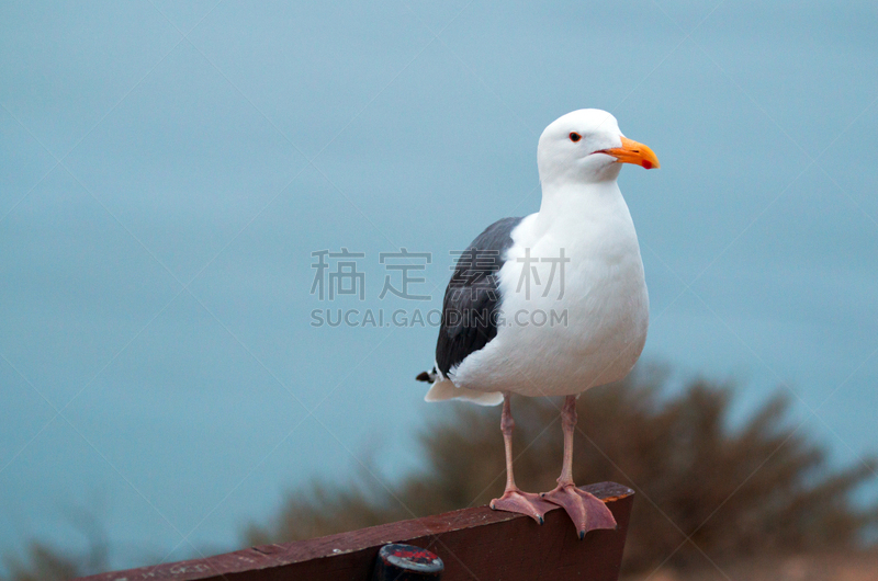 莫罗贝,长椅,海港,海鸥,莫洛湾州立公园,莫罗古堡,蹼足,猫的叫声,燕鸥,木桩