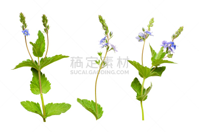叶子,花蕾,袖珍椰子,georgia blue,马笼头,疣,美,留白,新的,水平画幅