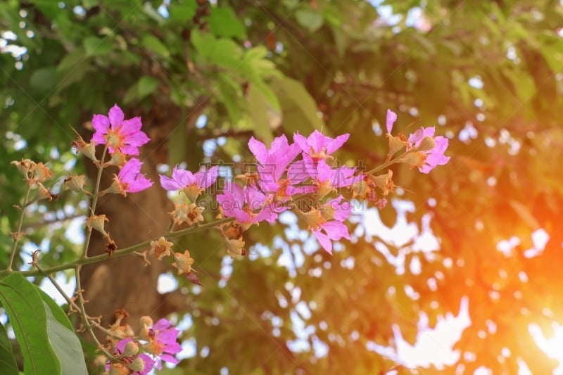 光,crepe myrtle tree,粉色,美,公园,水平画幅,无人,泰国,明亮