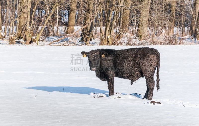 阿伯丁安格斯牛,雪,公牛,新的,糖衣,水平画幅,户外,草,肉,哺乳纲