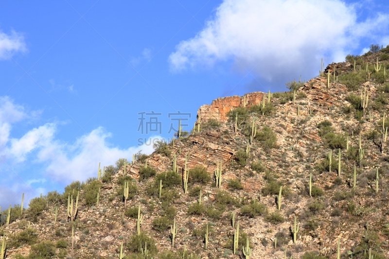 落羽松,美国,图森市,峡谷,水平画幅,无人,户外,自然公园,山,萨挂诺仙人掌