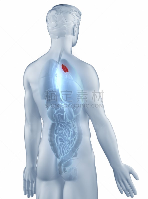 胸腺,男人,分离着色,视角,在之后,垂直画幅,身体受伤,放置
