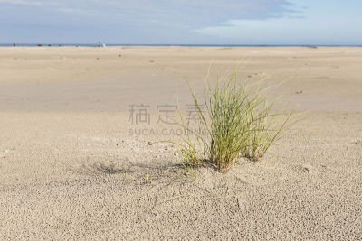 滨草,海滩,水,黑白花的马,水平画幅,沙子,尖的,泰尔斯海灵岛,草,刀刃草