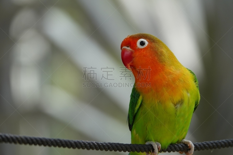 色彩鲜艳,鸟类,鹦鹉,虎皮鹦鹉,可爱的,越南,热带气候,野生动物,肖像,橙色