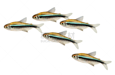 水族馆,鱼类,黑色,昆虫群,脂鲤,荧光,络腮胡子,水平画幅,淡水,白色