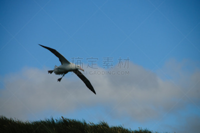 漂泊信天翁,德雷克海峡,野生动物,南冰洋,大西洋,动物,鸟类,户外,低的,天空