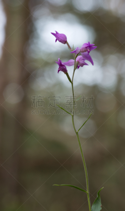 红花头蕊兰,松木,背景,森林,自然,垂直画幅,兰花,无人,户外,图像