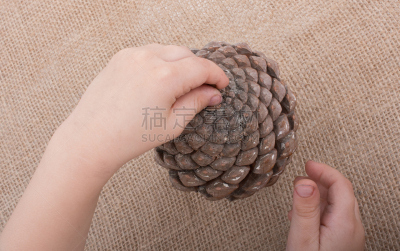 Hand holding  pine cones on a canvas