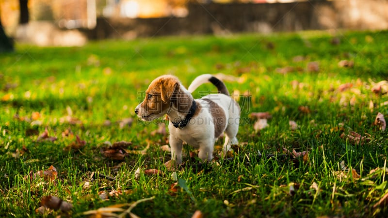 Ð¡ute little brown-white puppy on a walk in the park in golden autumn. conception:great friendship human with dog.