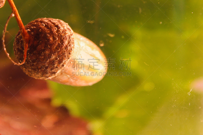 秋天,橡树果,静物,水彩画颜料,褐色,边框,水平画幅,档案,古老的,生食