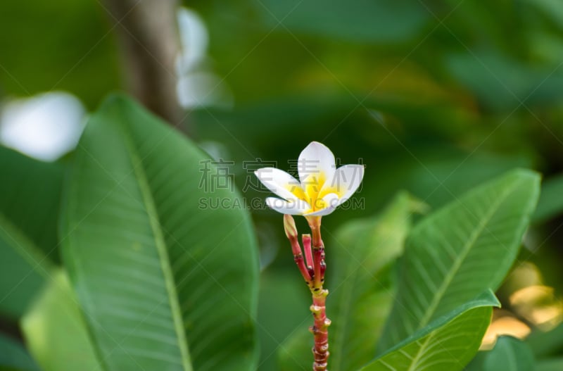 赤素馨花,仅一朵花,留尼汪（法属）,马斯克林群岛,自然,法国海外领土,水平画幅,绿色,无人,花