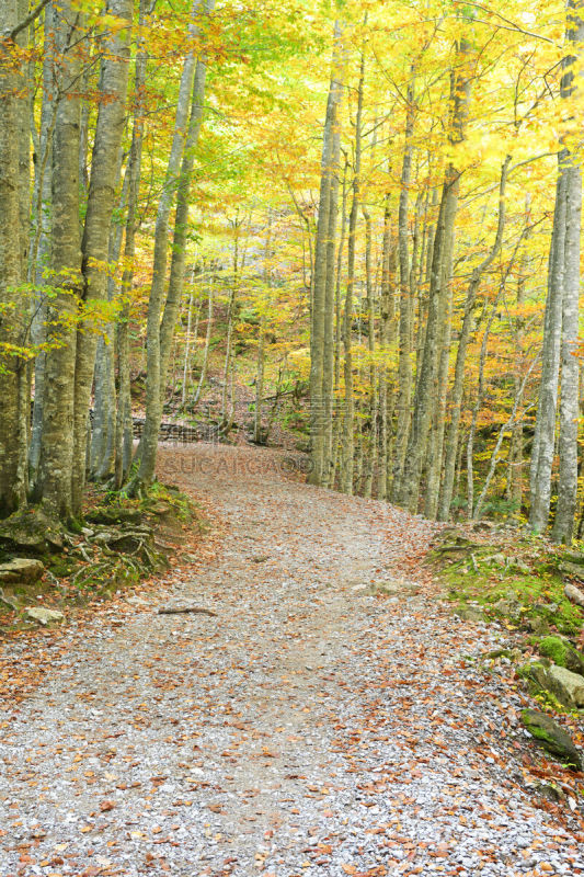 秋天,ordesa national park,阿拉贡,国内著名景点,环境,橙色,著名景点,自然美,小路,植物