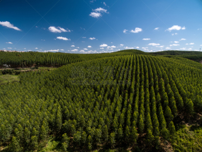 桉树,森林,圣保罗州,巴西,航拍视角,snow gum,ghost gum tree,mindanao gum tree,重新造林,圣保罗