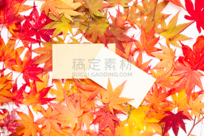 空白的,红色,纸,枫叶,边框,水平画幅,消息,无人,叶脉