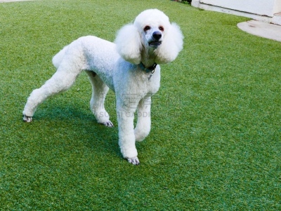 贵宾犬,后院,遛狗师,纯种犬,犬恶丝虫,肖像,受过训练的狗,狗,个人卫生用品,驯狗员