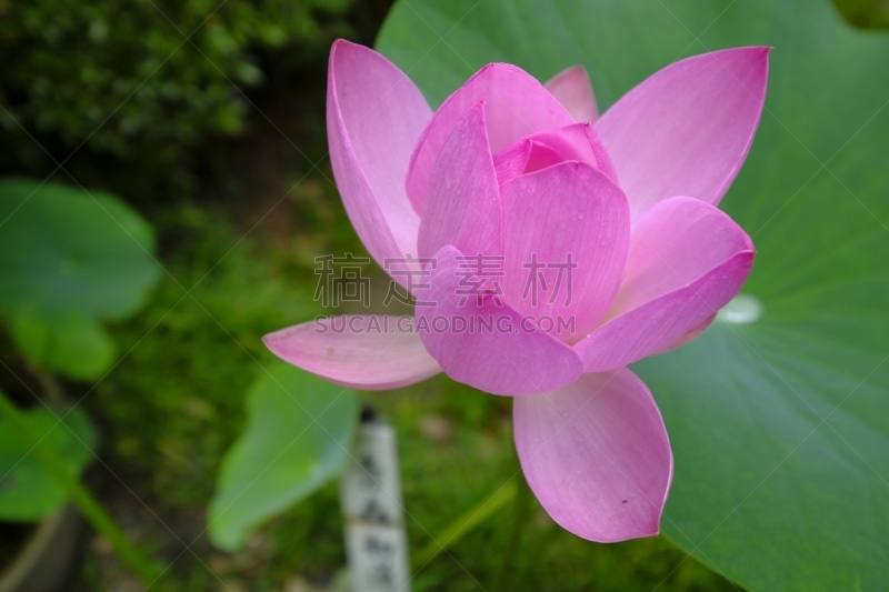 京都府,荷花,日本,京都市,水平画幅,无人,雨季,夏天,粉色,片山