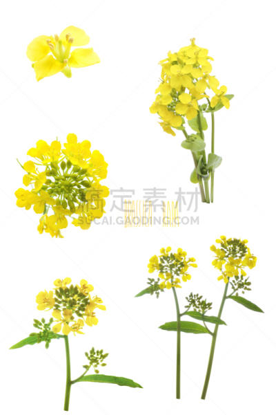 白色背景,油菜花,清新,自然界的状态,背景分离,芥末,芜菁,春天,植物,夏天