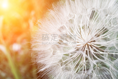 蒲公英,欧洲赤松,水,美,水平画幅,无人,夏天,特写,俄罗斯,白色