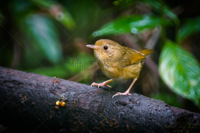 babbler,自然,美,机敏,褐色,水平画幅,小的,热带音乐,鸟类,房地产