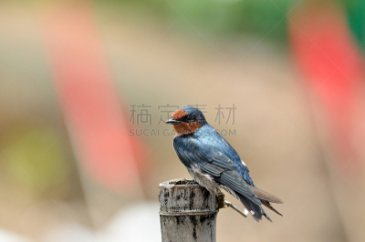 鸟类,家燕,水平画幅,蓝色,深的,泰国,非凡的,成年的,社区,食品