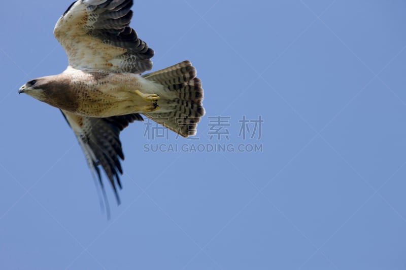 老鹰,萨斯喀彻温省,自然,加拿大,猎人,swainson's hawk,水平画幅,动物,鸟类,宏伟