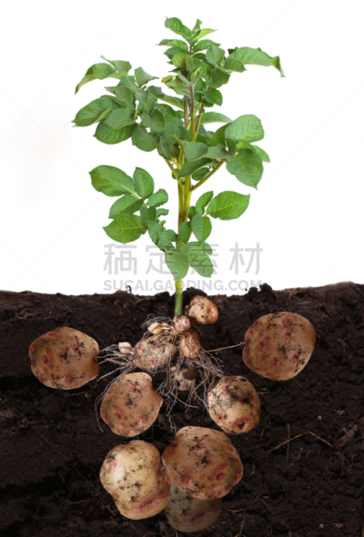 叶子,蔬菜,陆地,马铃薯,根茎类蔬菜,垂直画幅,褐色,无人,泥土,湿