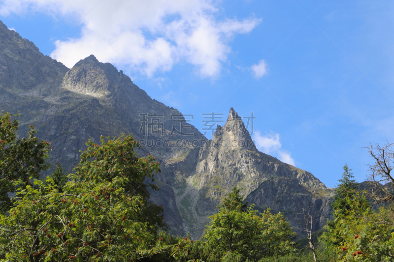 红色,浆果,荚莲属,山顶,塔特国家公园,背景,自然,波兰,风景,云