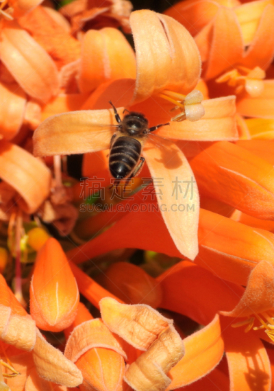 蜜蜂,橙色,炮仗花,接力赛,陆地,自然界的状态,垂直画幅,加那利群岛,图像,花粉