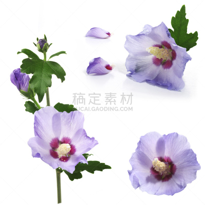 木槿属,紫色,美,无人,夏天,特写,花蕾,白色,植物,彩色图片