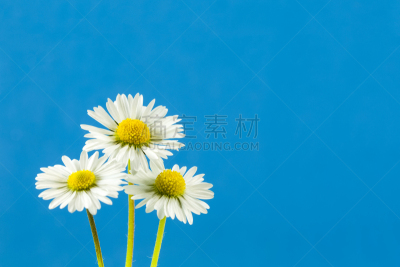 雏菊,蓝色背景,自然美,分离着色,手部骨骼,普通雏菊,萼片,雄蕊,美,留白