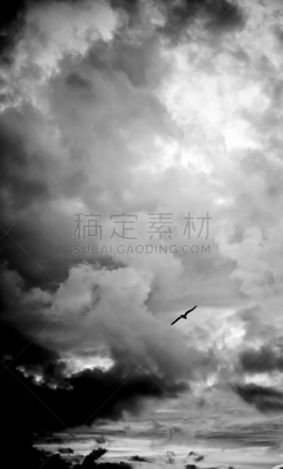 暴风雨,海鸟,垂直画幅,勒威克,雪,鸟类,户外,戏剧性的天空,气候与心情,海滩