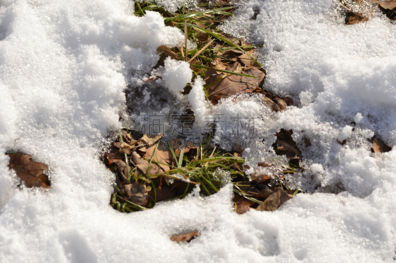 雪,秃树,草,水平画幅,无人,户外,特写,阶调图片,冬天,松科