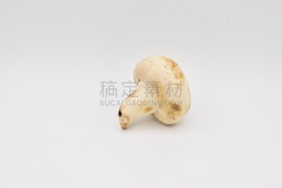 蘑菇,白色背景,美,水平画幅,香菇,夏天,户外,图像,活力,明亮