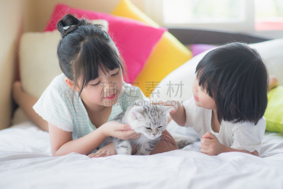 短毛猫,儿童,进行中,业主,水平画幅,保险箱,兄弟姐妹,泰国,男性,友谊