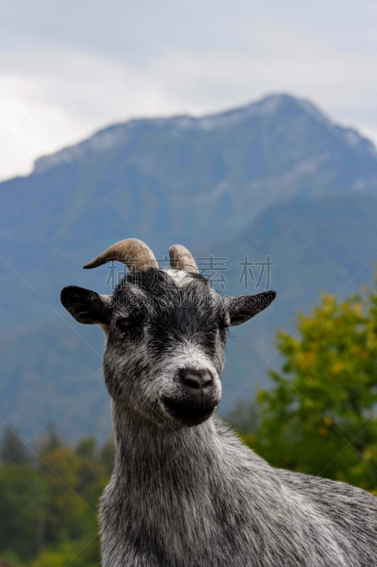 瑞士阿尔卑斯山,小山羊,可爱的,自然,垂直画幅,肖像,图像,草,动物身体部位,动物