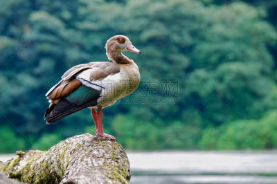 鸭子,背景,森林,浅红色雌麻鸭,雌麻鸭,诺丁汉,呷呷叫,雁属,水,美