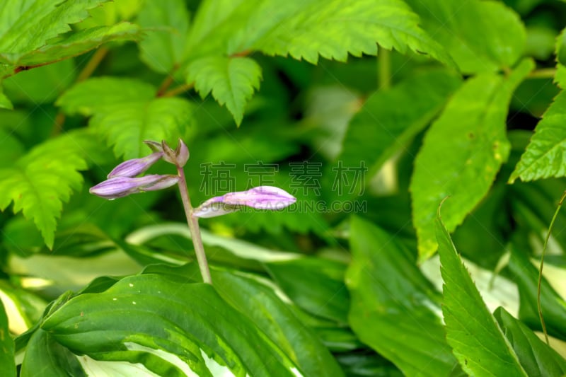 玉簪属植物,栽培植物,美,水平画幅,无人,园艺,夏天,户外,百合花,俄罗斯