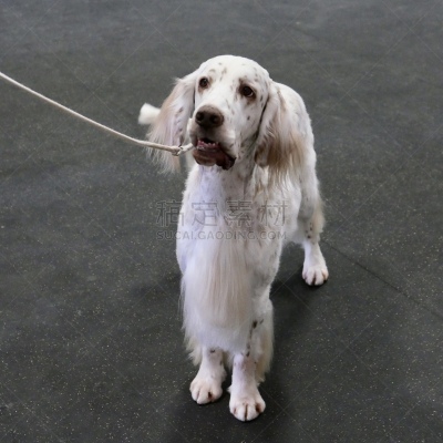 狗,赛特种猎狗,闪亮的,遛狗师,纯种犬,澳洲丝毛梗,个人卫生用品,与众不同,驯狗员,理毛行为