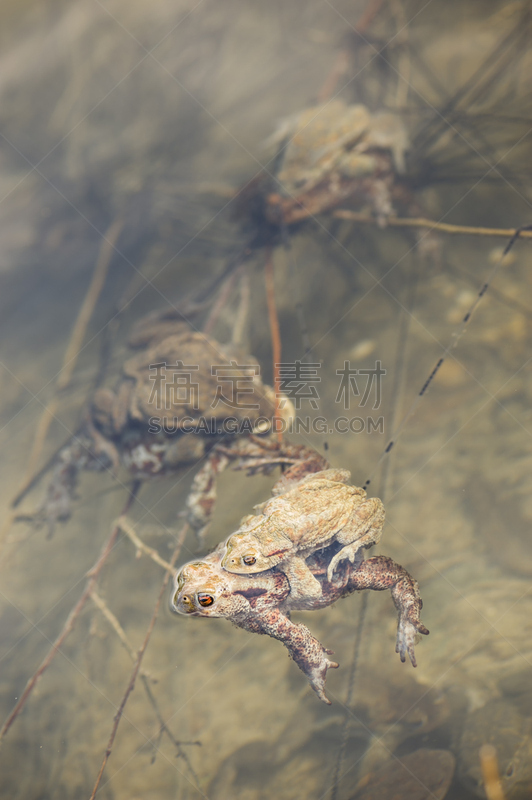 癞蛤蟆,垂直画幅,水,褐色,无人,动物学,湿,动物习性,野外动物,湖